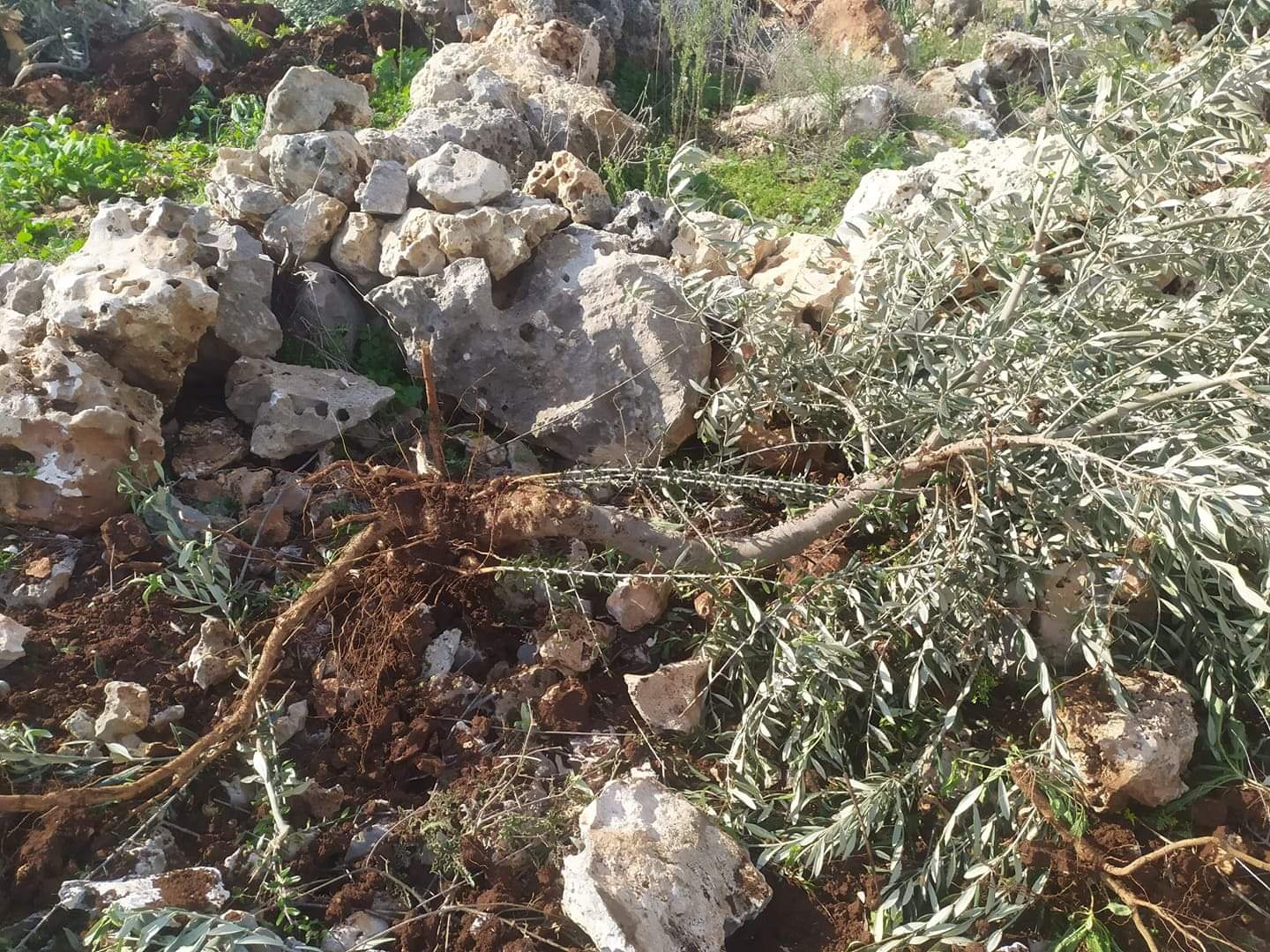سلفيت : مستوطنون يقتلعون 13 شجرة زيتون من أراضي بلدة حارس