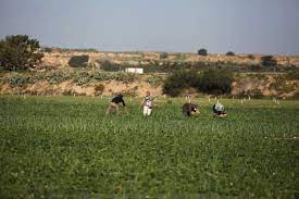 الاحتلال يستهدف المزارعين وصيادي العصافير شرق وجنوب قطاع غزة