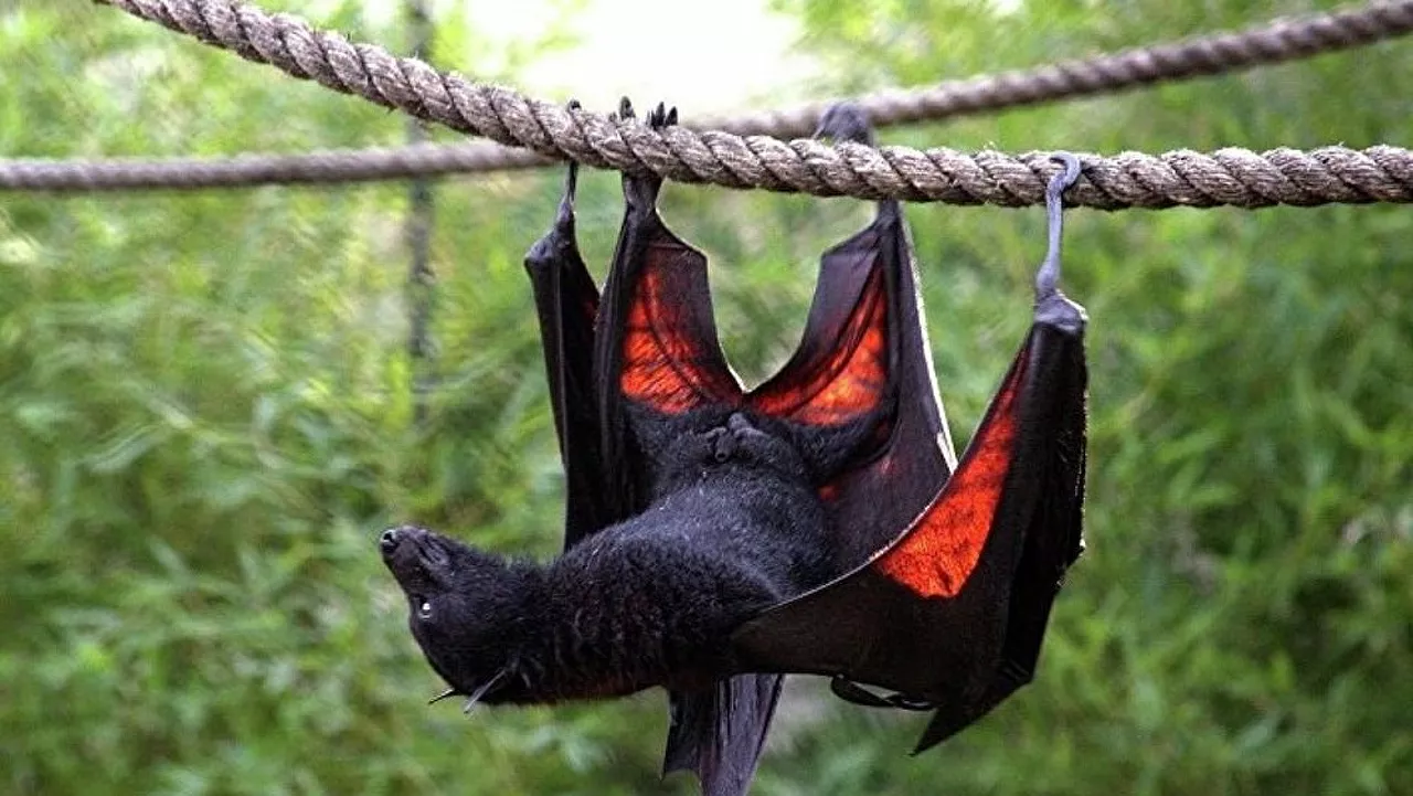 خفاش مختفي منذ 40 عامًا يظهر في دولة أفريقية