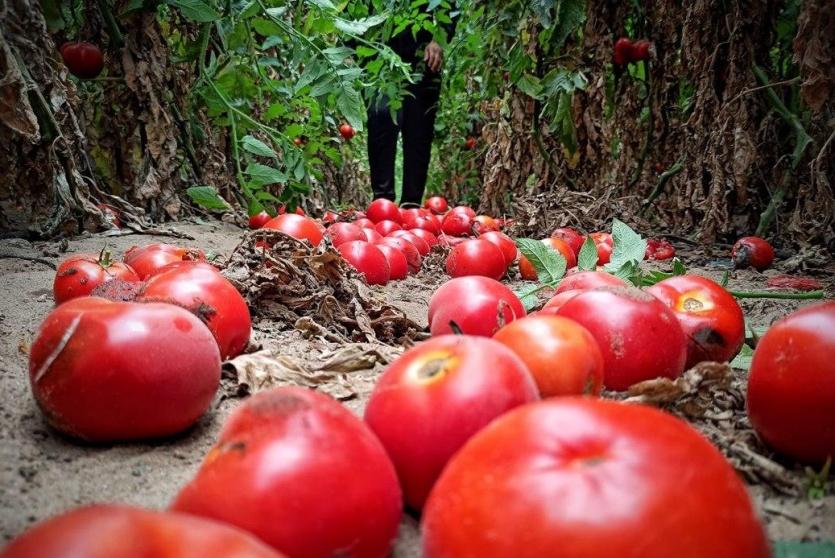الزراعة بغزة ترفض اشتراطات الاحتلال لعرقلة تسويق المنتجات