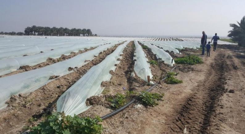 الزراعة الفلسطينية: سنقدم الدعم للمزارعين المتضررين من المنخفض الجوي