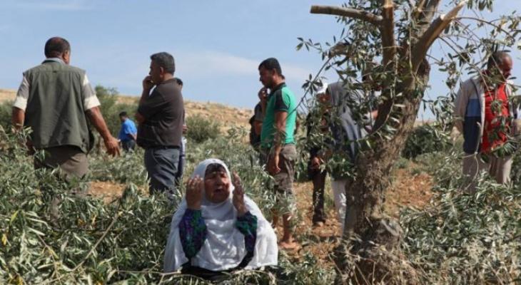 نابلس: الاحتلال الإسرائيلي يقتلع أكثر من 200 شجرة زيتون في بيت دجن