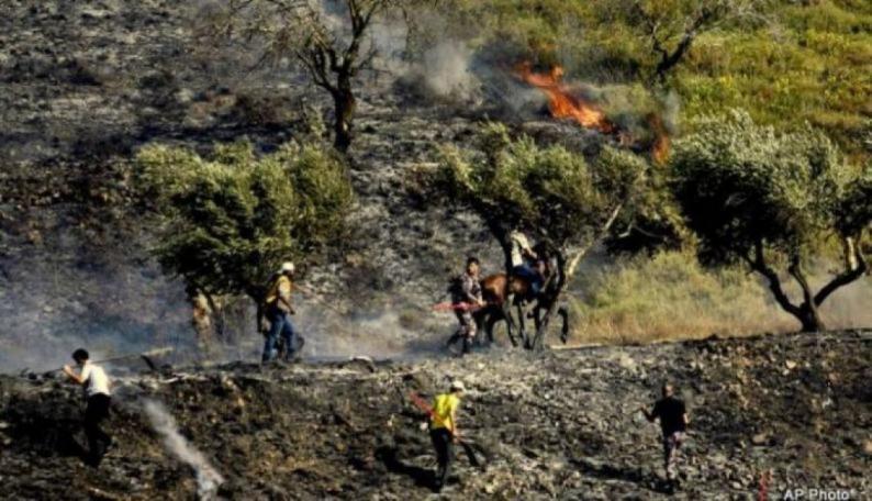 رام الله : مستوطنون يضرمون النار بأشجار زيتون في نعلين