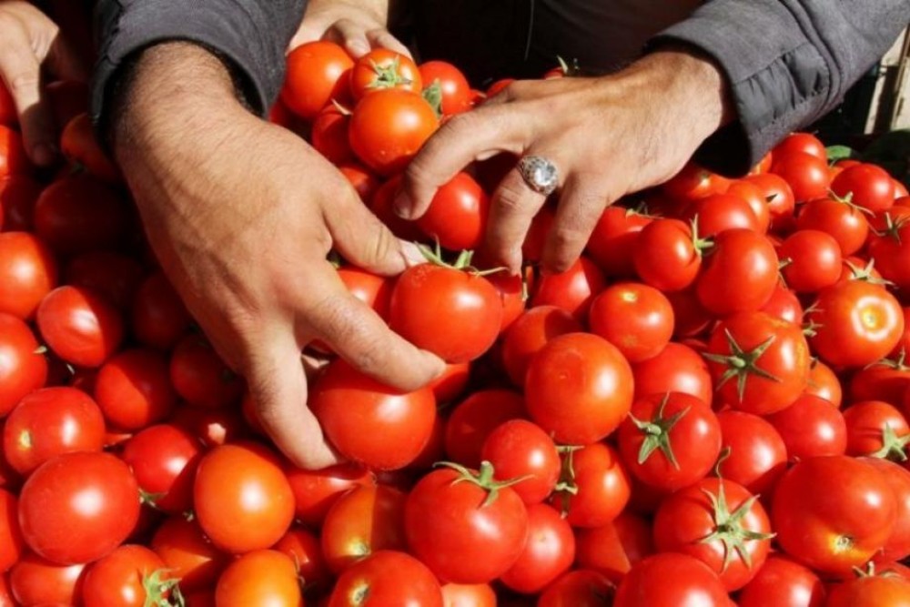 الزراعة بغزة: وقف تصدير البندورة للخارج بشكل مؤقت