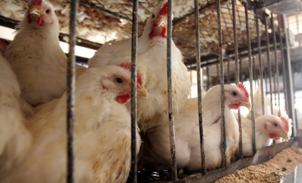 غزة: الاقتصاد والزراعة تتفقان مع مربي الدجاج على توحيد سعره