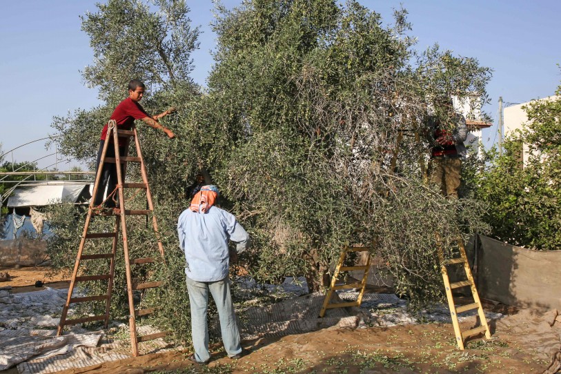 زراعة غزة تكشف موعد قطف الزيتون