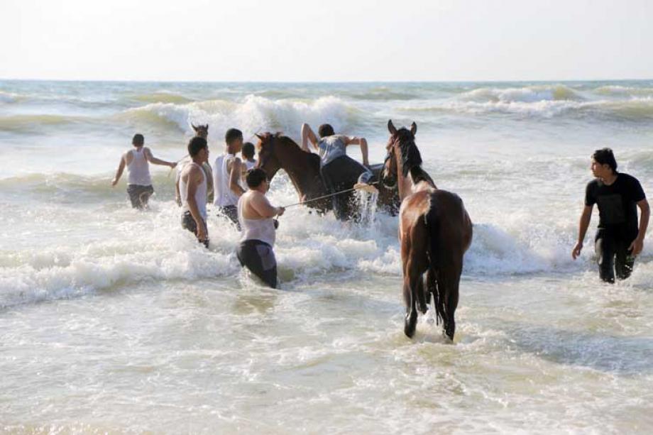 غزة: تعميم بمنع ظاهرة اصطحاب الحيوانات بكافة أشكالها وألوانها للبحر