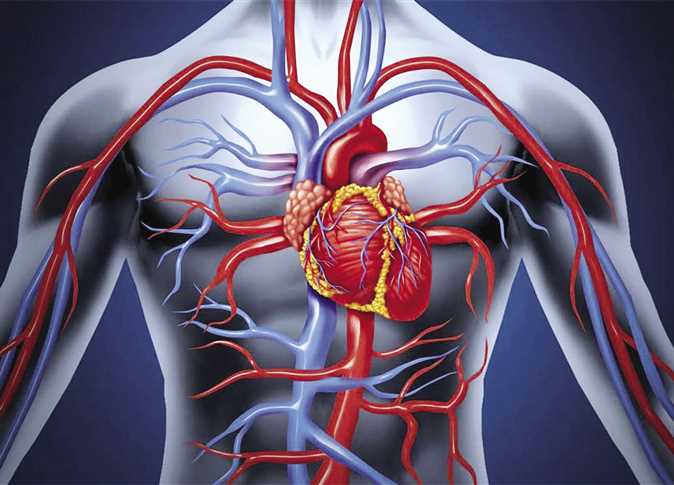 دراسة تحدد أفضل نظام غذائي لتحسين صحة القلب والأوعية الدموية وتقليل المخاطر