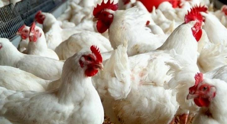 طالع.... أسعار الدجاج والخضروات في أسواق قطاع غزة 