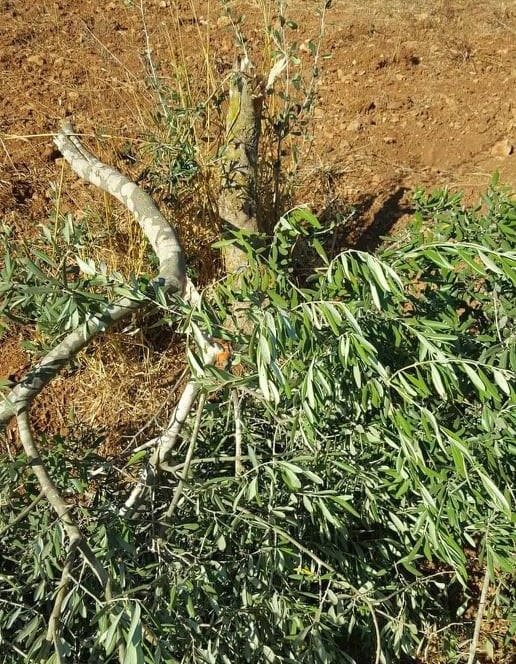 نابلس: مستوطنون يحطمون أكثر من 30 شجرة زيتون في جالود