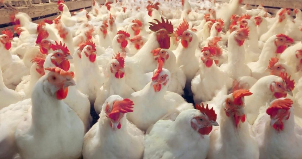 أسعار الدجاج والخضروات في غزة اليوم الجمعة