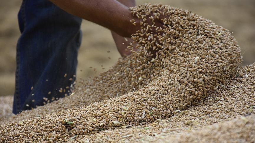 الهند تحظر تصدير القمح
