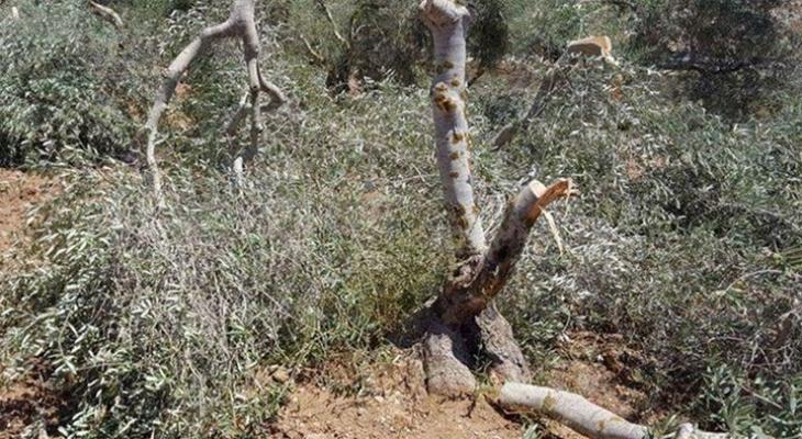 مستوطنون يقتلعون 150 شجرة زيتون في بورين جنوب نابلس